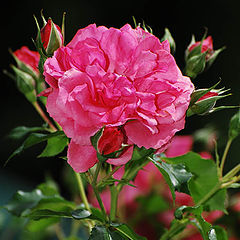 photo "Rose 4"