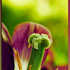 photo "Flowers of speech"