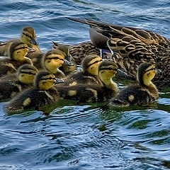 photo "Cheerful family."