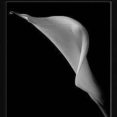 фото "calla unfolding"