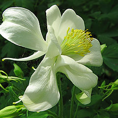 photo "Aquilegia"