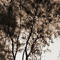 фото "Watertrees"