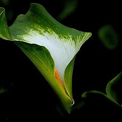 photo "lily"