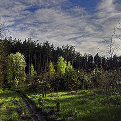 photo "on the animal path"