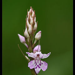 photo "Spotted orchid"