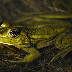 photo "A PRINCE IN WAITING"