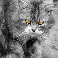 photo "Grey, angry, with yellow eyes..."