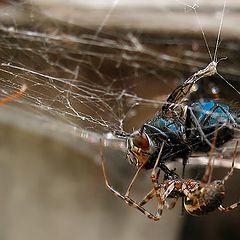 photo "LuncH"