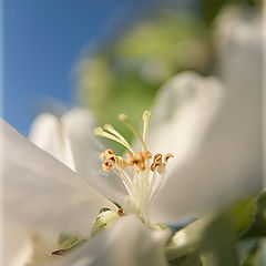 фото "Цветок яблони"