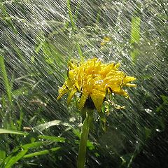 photo "Summer raiN"