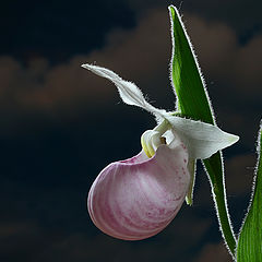 photo "Cypripedium reginae"