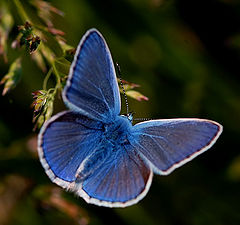 photo "Green and blue"