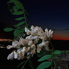 photo "Night fragrance"