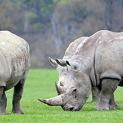 photo "Rhinos"