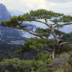 photo "from height of the bird's flight..."