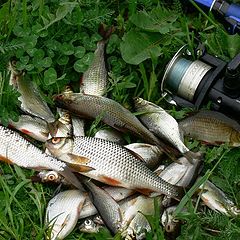 photo "Modest extraction of a fish."