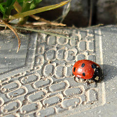 photo "Ladybird."