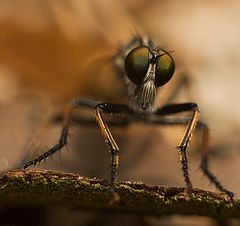 фото "... I'm watching YOU ..."