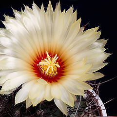 фото "Cactus KING"