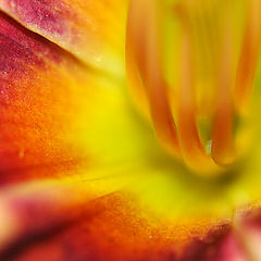 фото "Floral Flame"