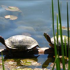 photo "Turtles"