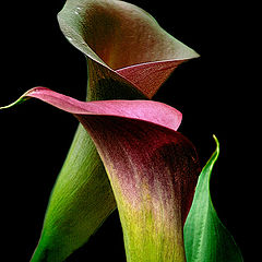 photo "calla"