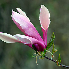 фото "Magnolia"