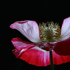 photo "poppy flower"