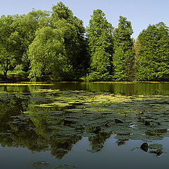 фото "Лесные зарисовки 2"