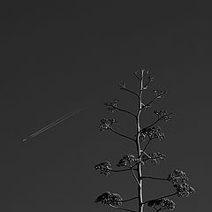 photo "Wild airplane tree"
