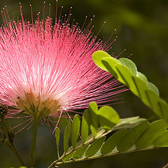 фото "25725 Calliandra"