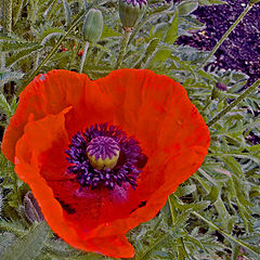 photo "Red Poppy"