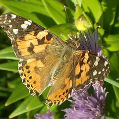 photo "The butterfly"