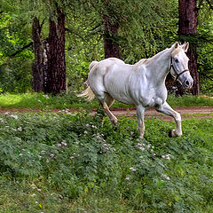 photo "freedom"