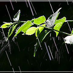 photo "Sunny rain 2"