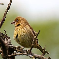 photo "Emberiza citrinella"