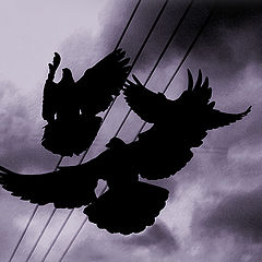 фото "night music (doves under the prey)"