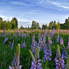 photo "Lupins of Jun"