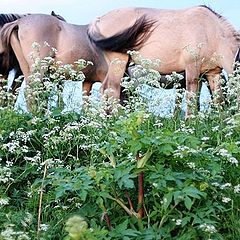 фото "horse summer"