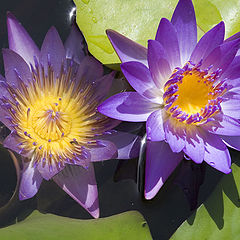 photo "25763 Water lilies"