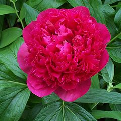 photo "Paeony " Rubra Plena ""