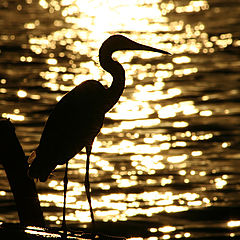 photo "Egret contre jour"