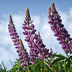 photo "Lupins of Jun-2"