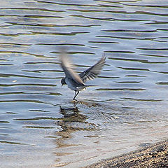 photo "Take-off!"