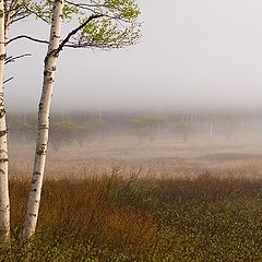photo "Misty Morning Meadow"