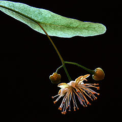 photo "lime tree bloom"