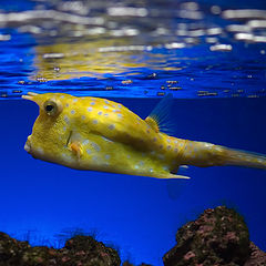 photo "Yellow Submarine"