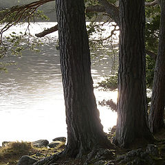 фото "Trees by the Waterside"