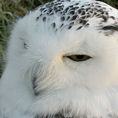 photo "Snowy Owl"