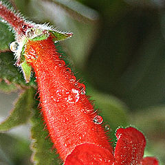 photo "The Red Flower"